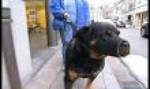 Chiens dangereux : trop d'accidents